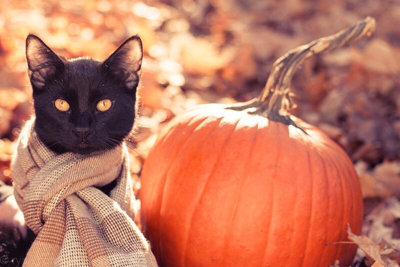 Black Cat with Scarf