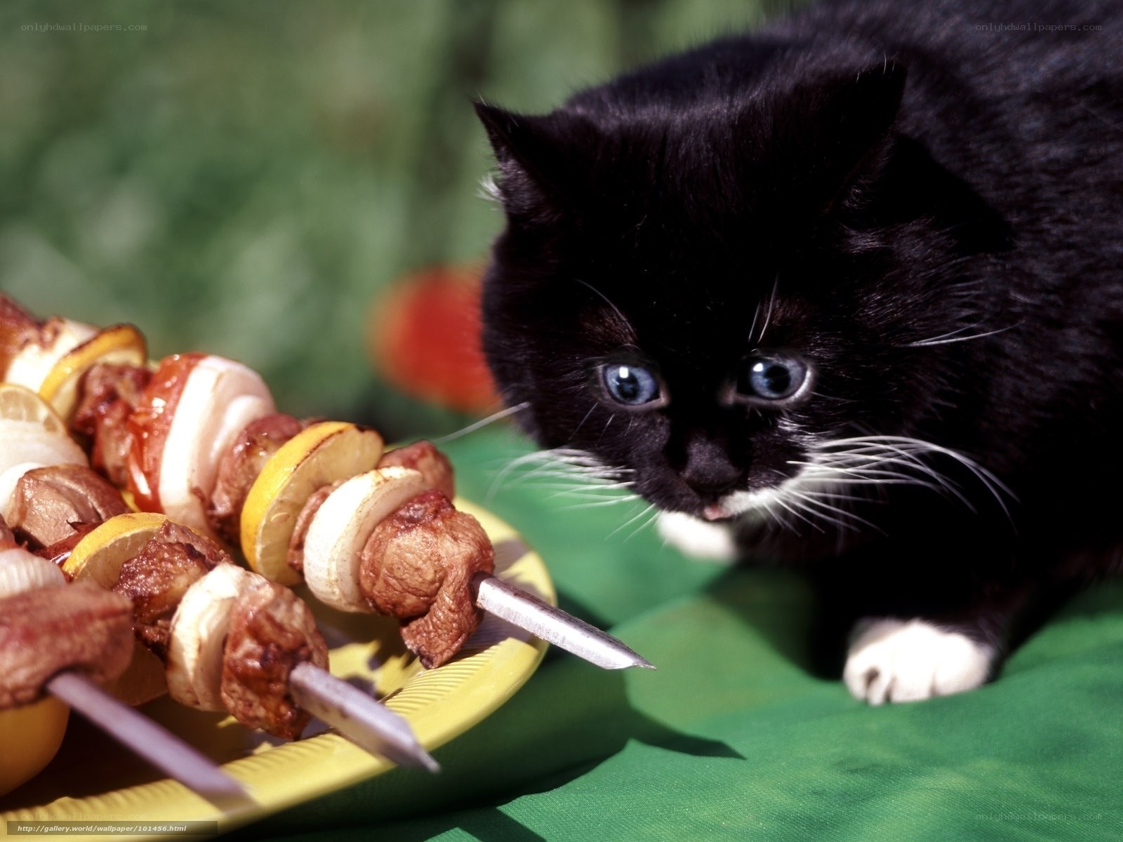 Black cat with skewers