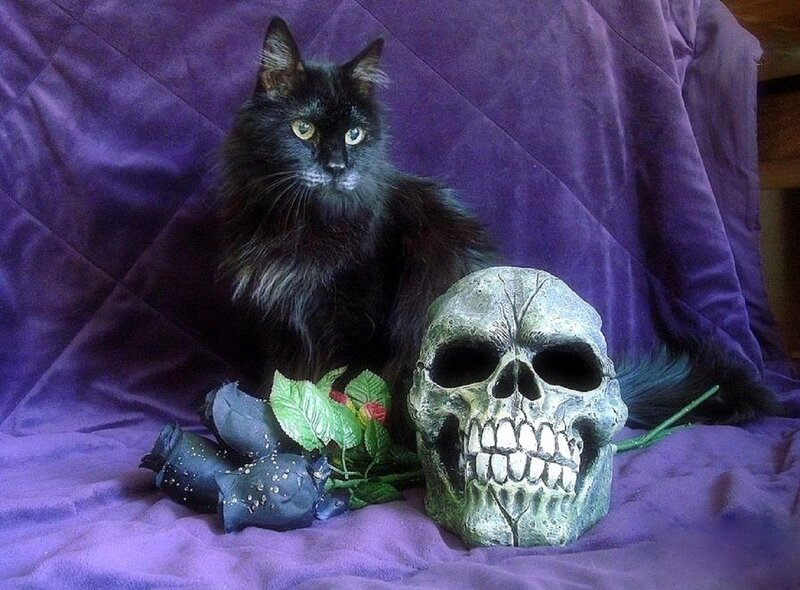 Black Cat with Skull — Purple