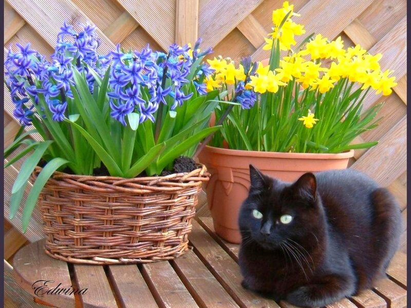 Black cat with spring flowers