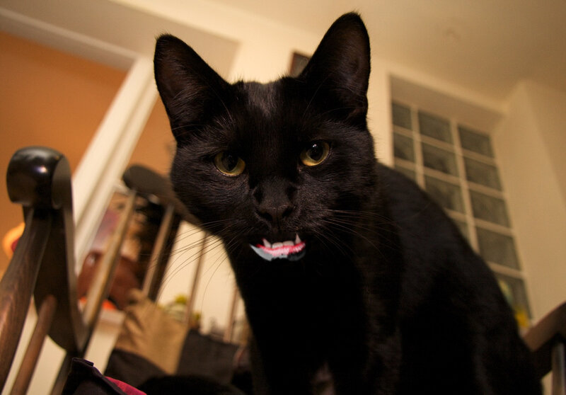 black cat with toy teeth
