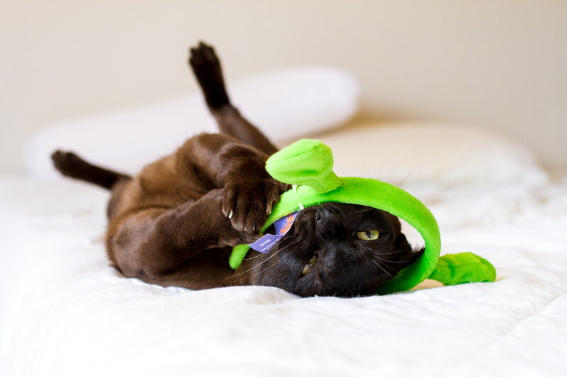 Black Cat with Toy