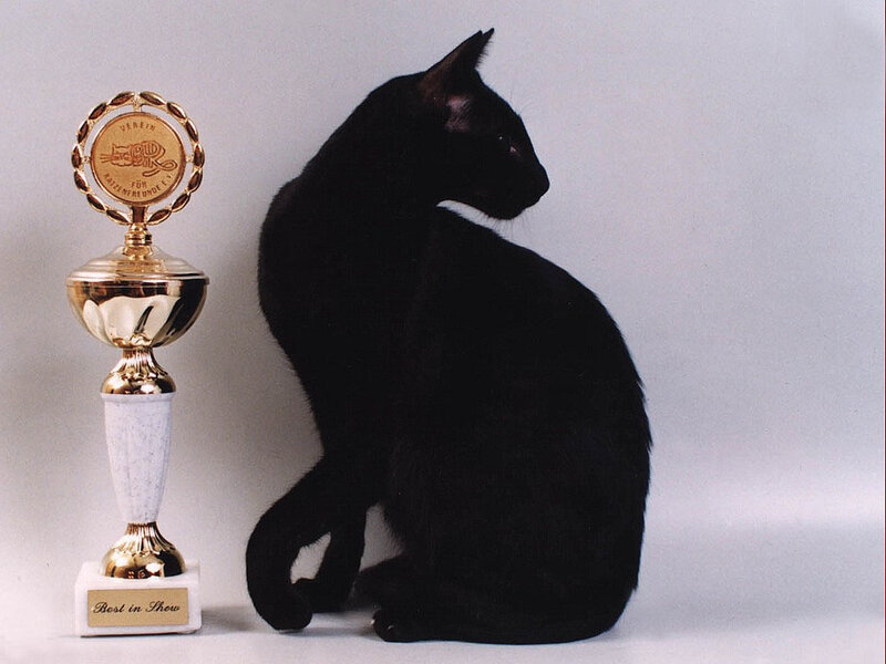 Black Cat with Trophy