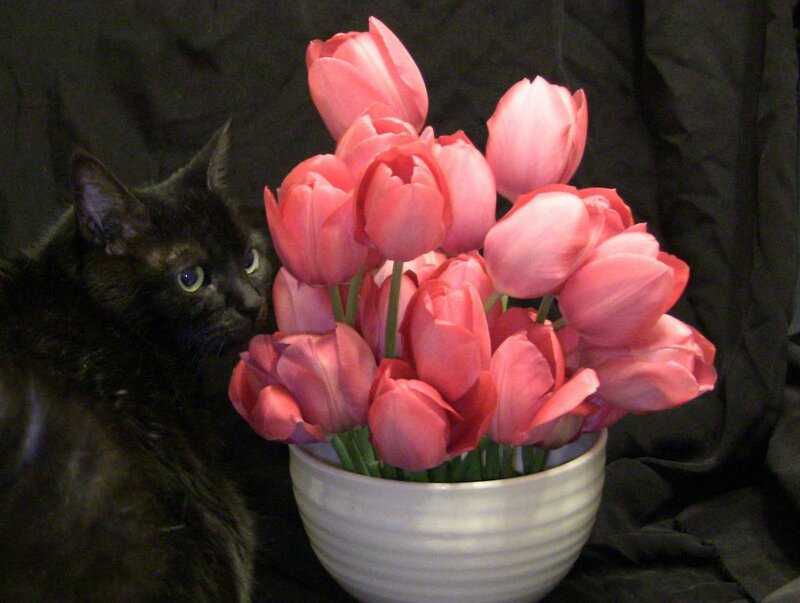 Black Cat with Tulips — Calm