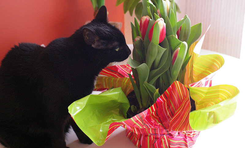 Black cat with tulips