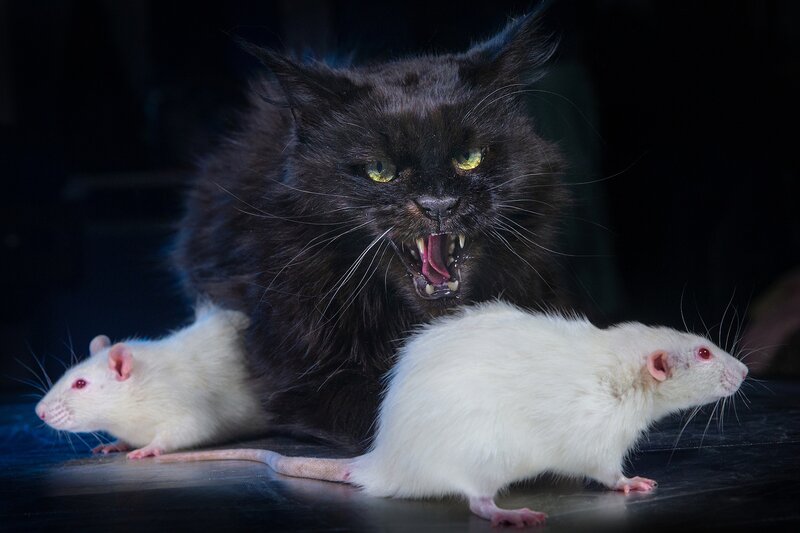 Black Cat with Two Rats