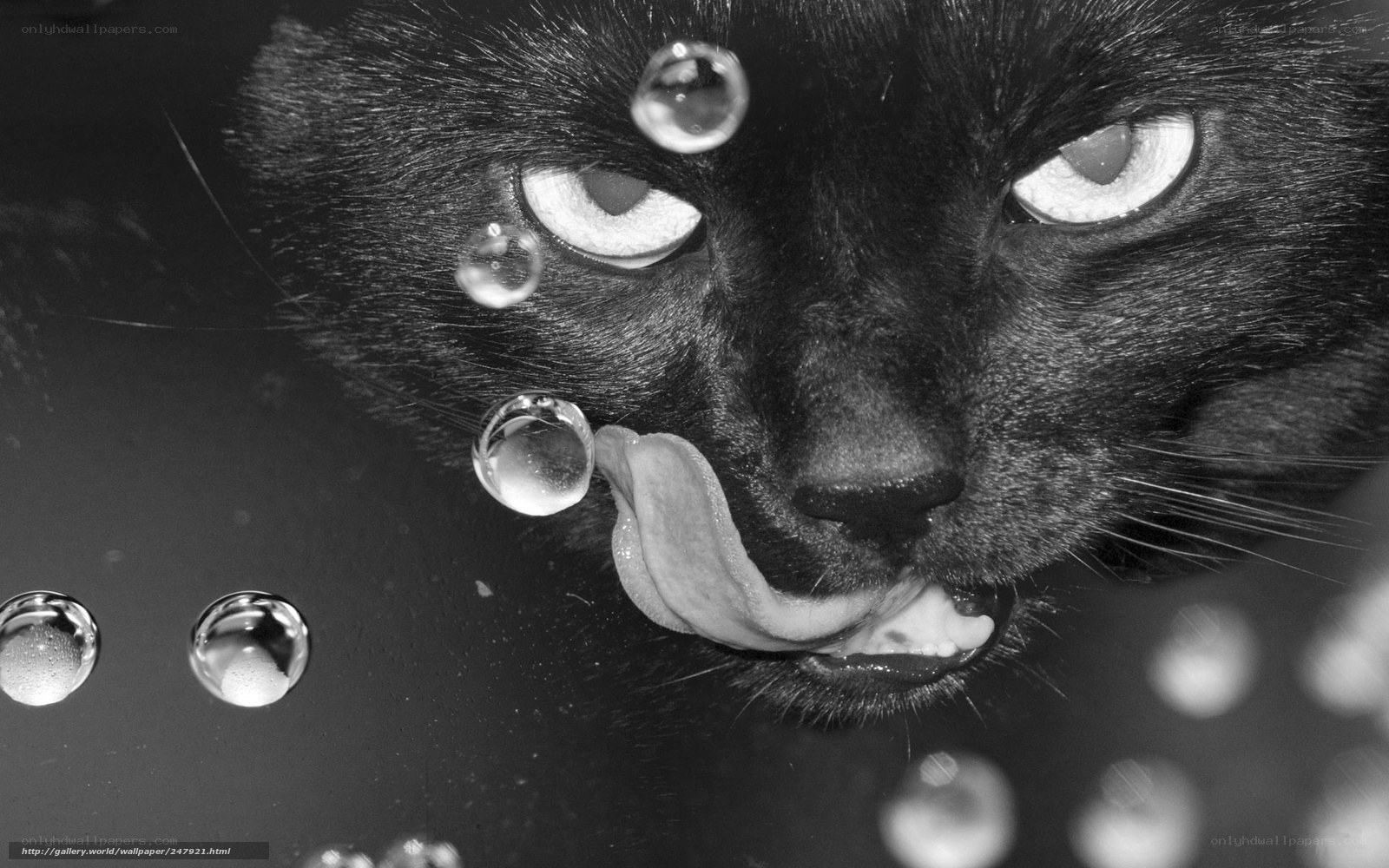 black cat with water droplets