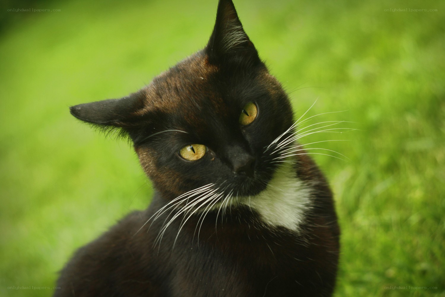 black cat with white chest