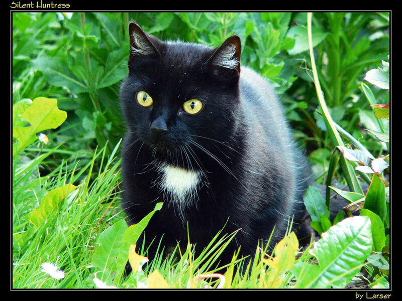 Black Cat with White Chest — Alert