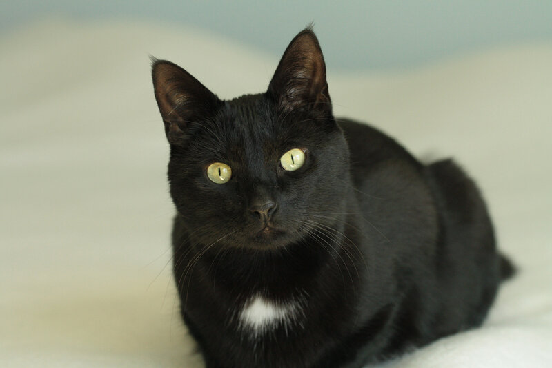 Black Cat with White Chest — Calm, Photograph