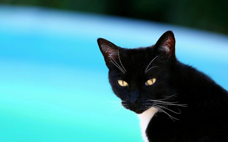 Black Cat with White Chest — Calm