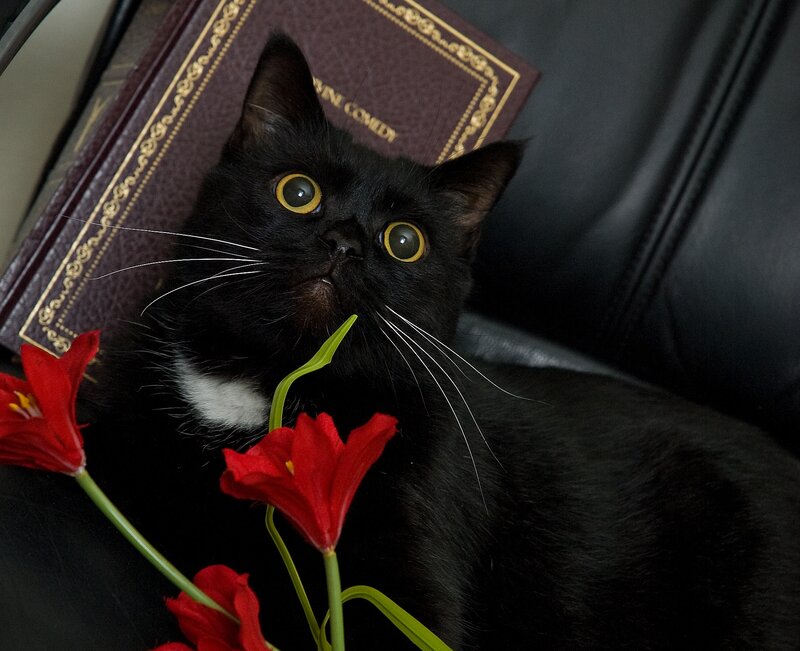 Black Cat with White Chest — Curious, Photograph