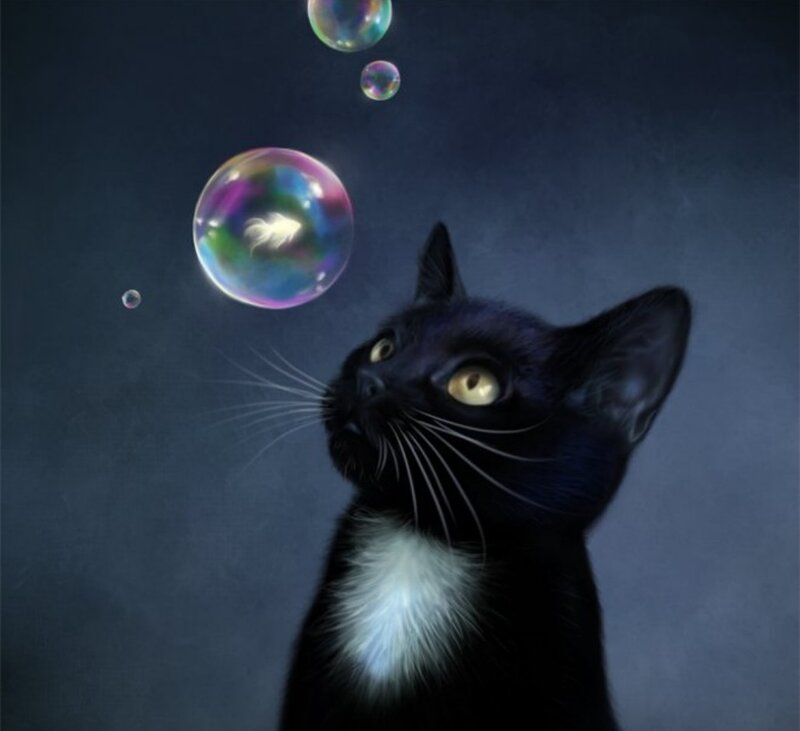 Black Cat with White Chest — Curious