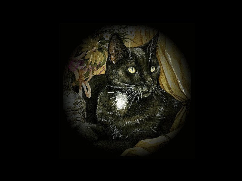 Black Cat with White Chest — Dramatic
