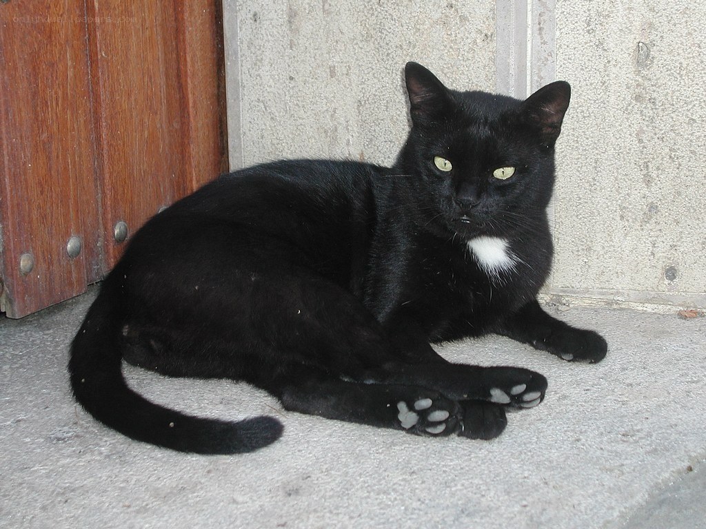 black cat with white chest