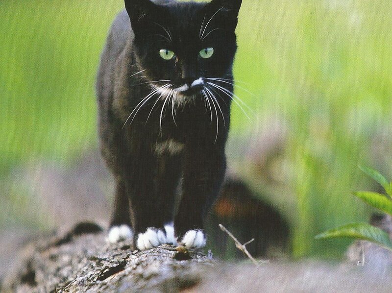 Black Cat with White Paws — Alert