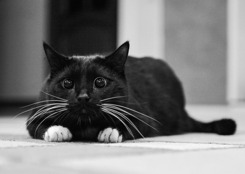 Black Cat with White Paws