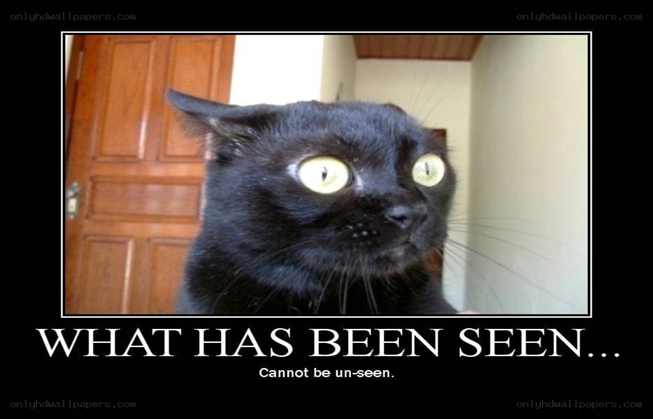 black cat with wide eyes