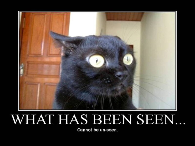 black cat with wide eyes