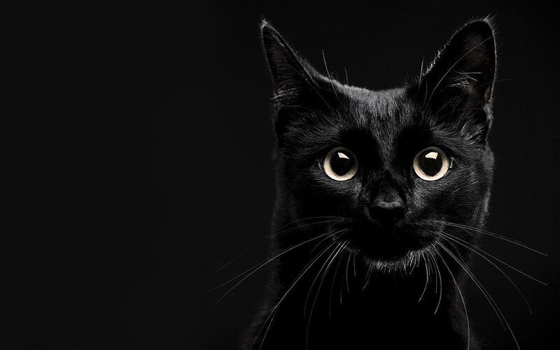 Black Cat with Wide Eyes — Dramatic, Photograph