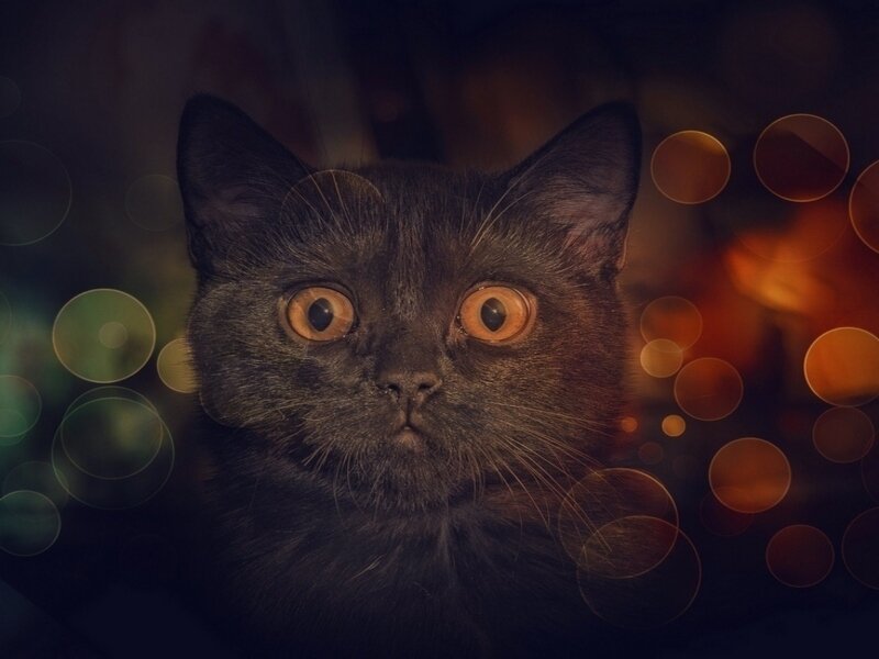 Black Cat with Wide Eyes — Dramatic