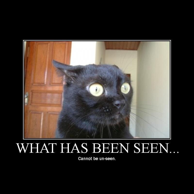 Black Cat with Wide Eyes — Startled