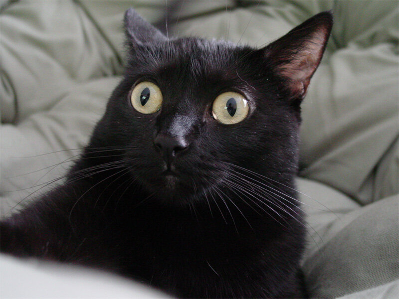 black cat with wide eyes