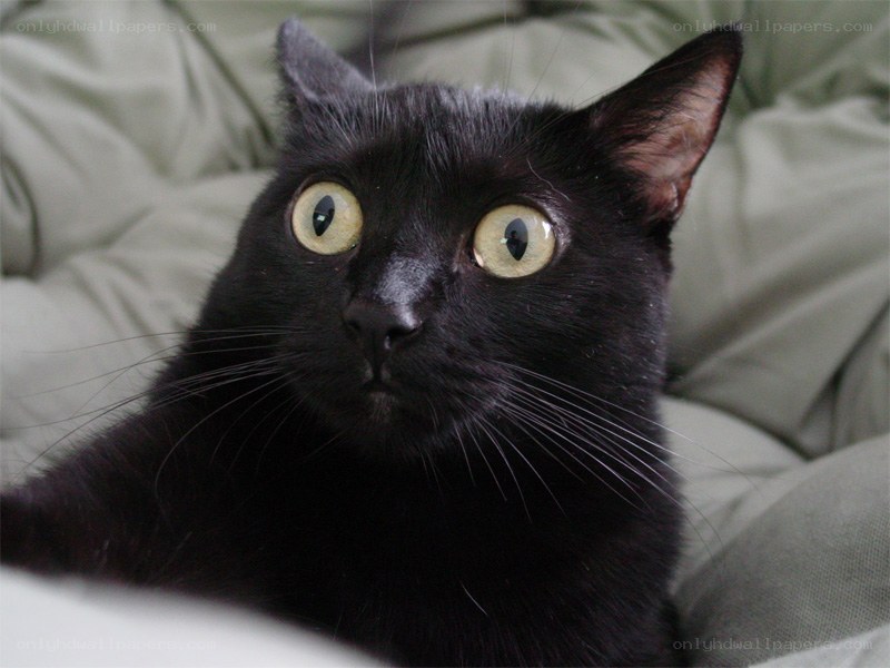 black cat with wide eyes