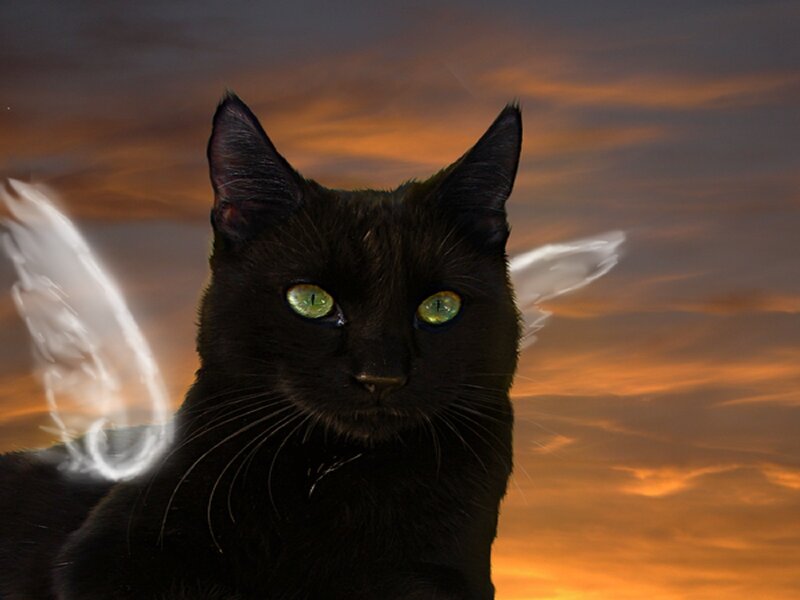 Black Cat with Wings