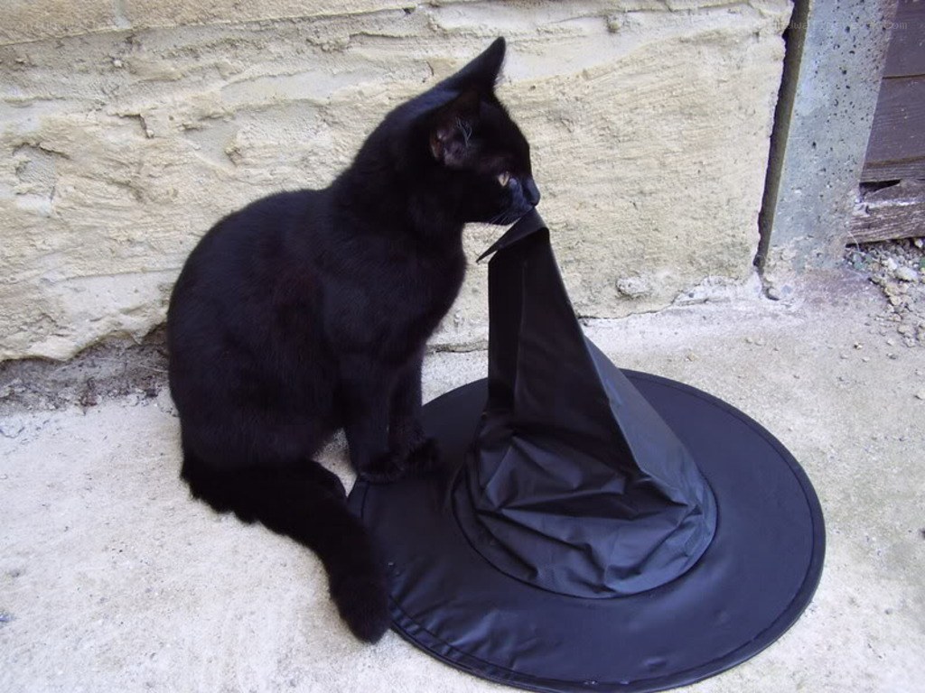 black cat with witch hat