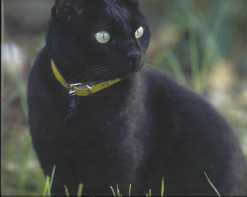 Black Cat with Yellow Collar