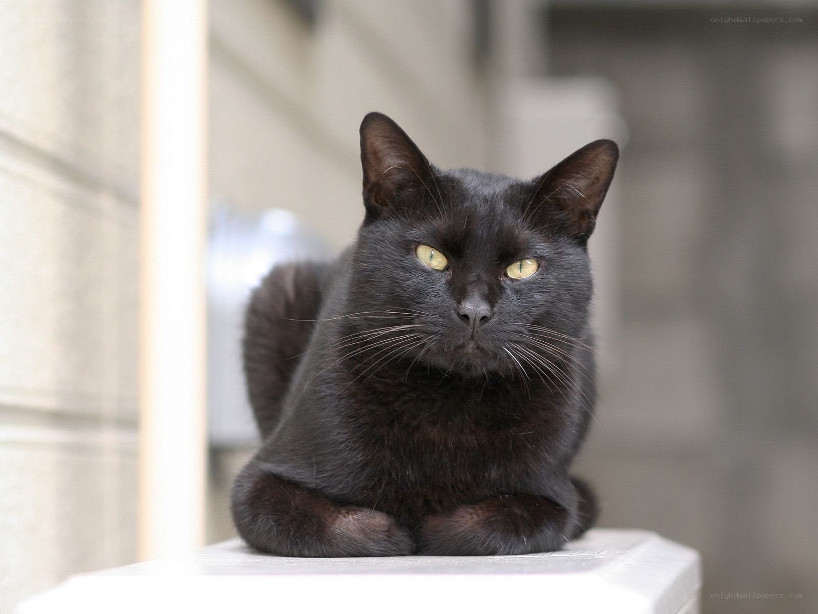 black cat with yellow eyes
