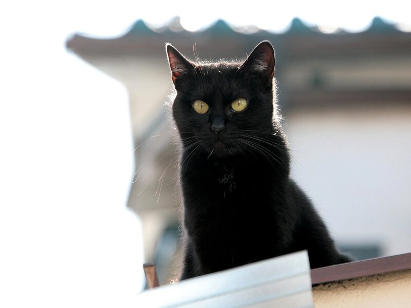 black cat with yellow eyes