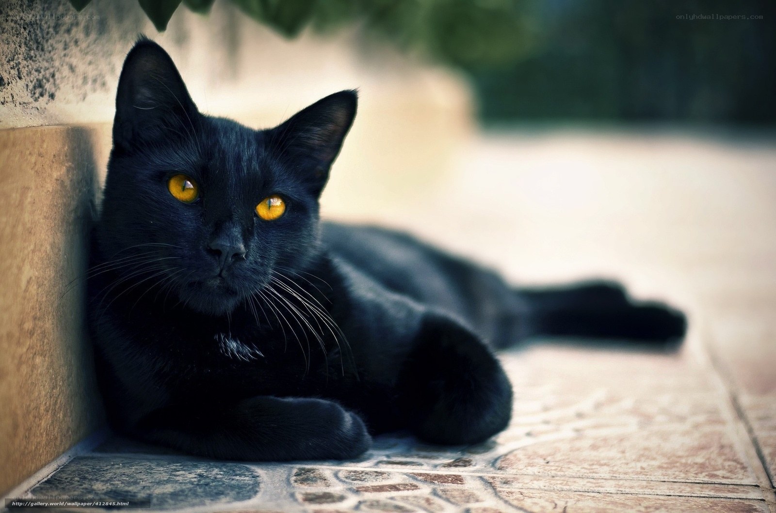 black cat with yellow eyes