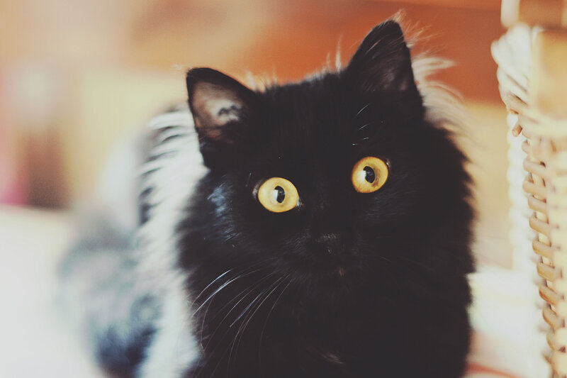 black cat with yellow eyes