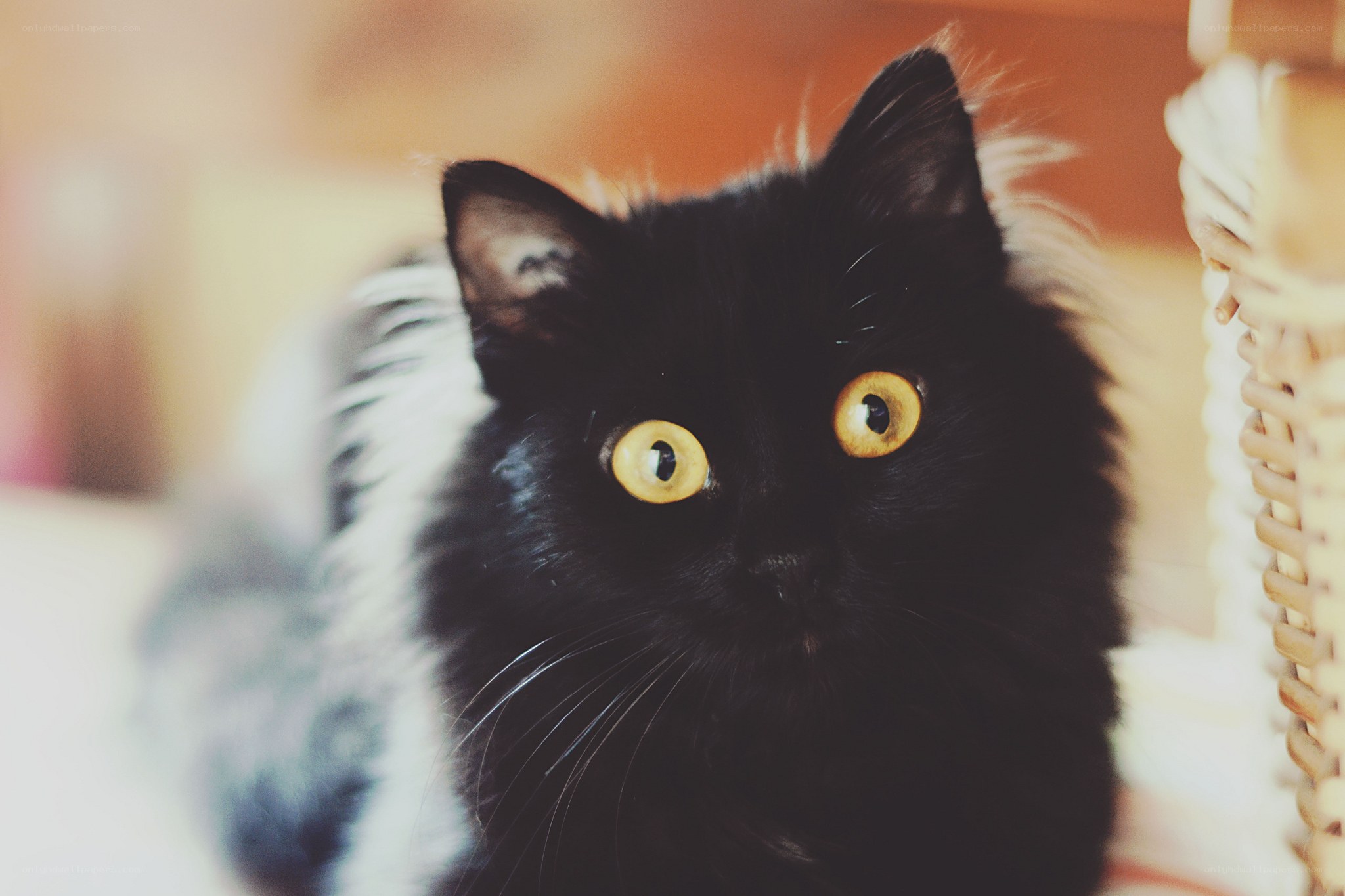 black cat with yellow eyes