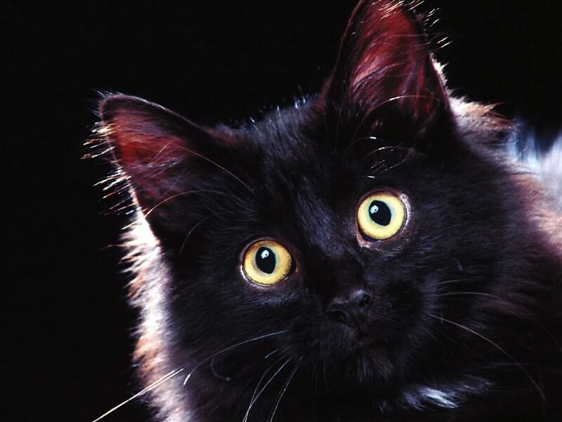 black cat with yellow eyes