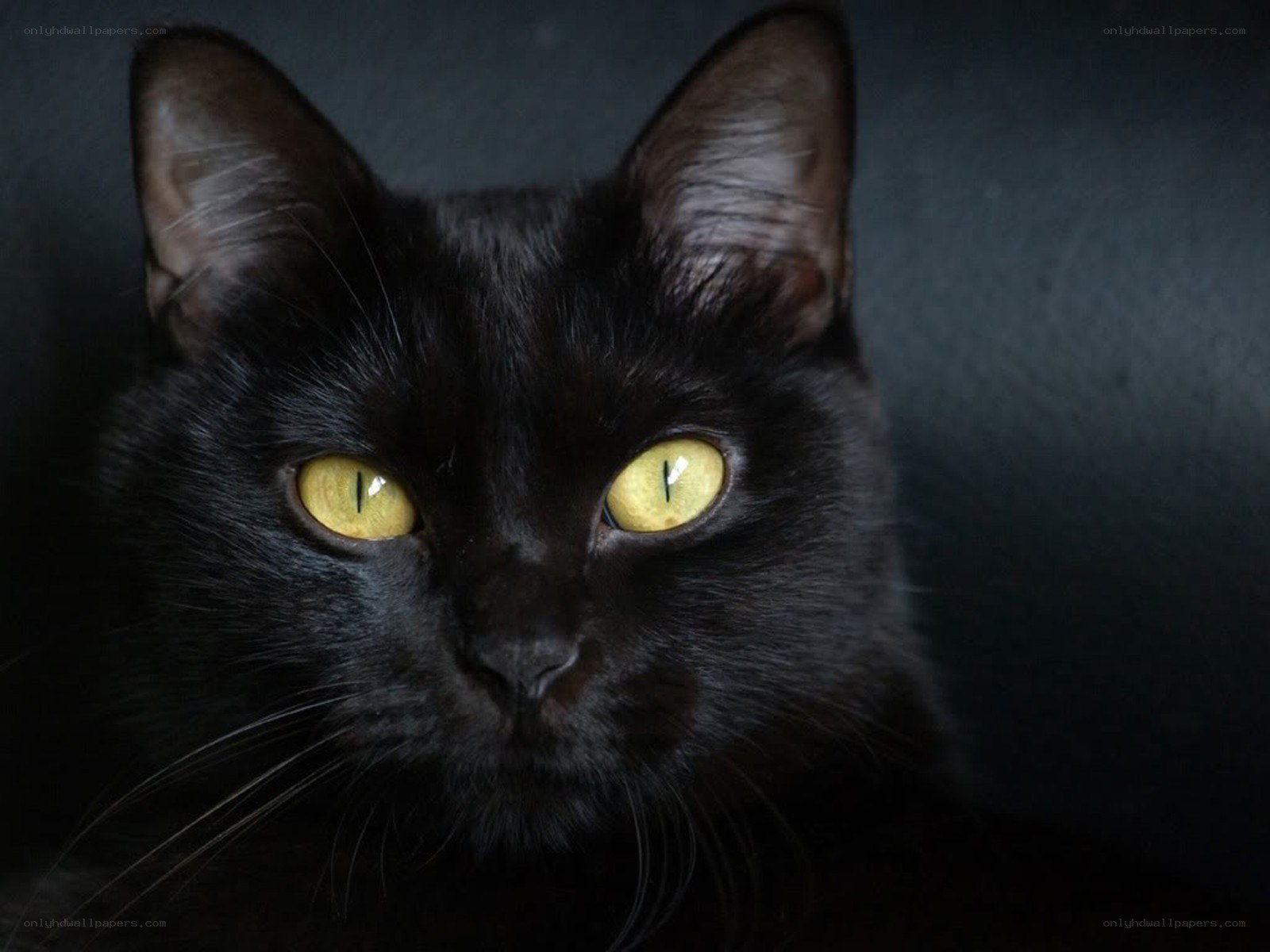 black cat with yellow eyes