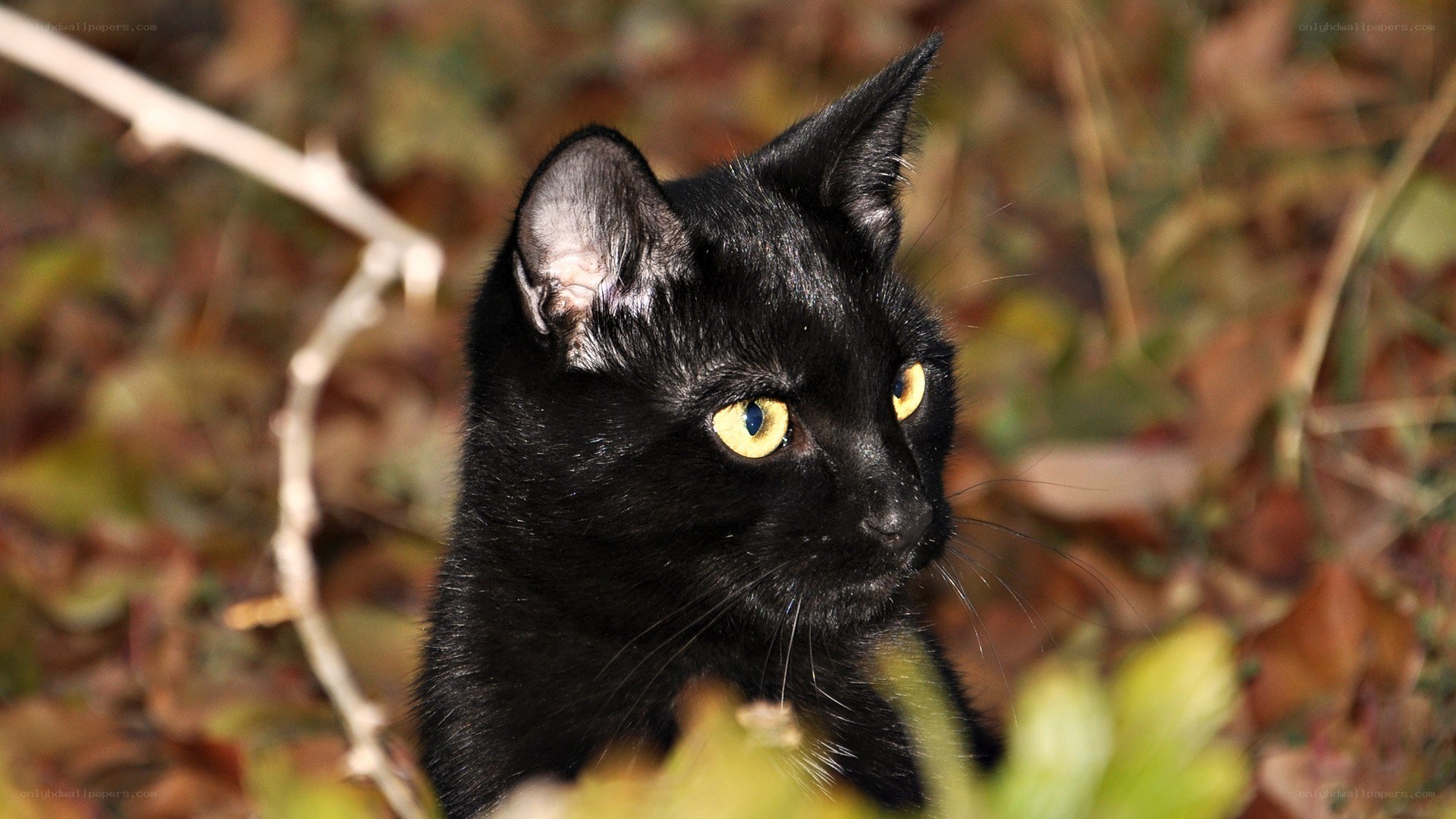 black cat with yellow eyes