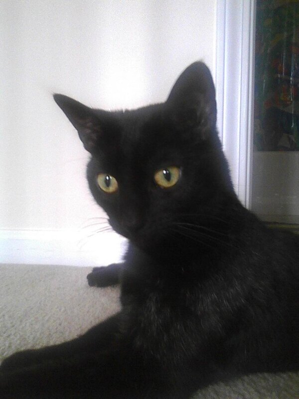 black cat with yellow eyes
