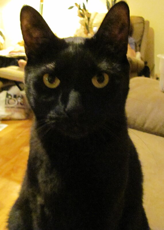 black cat with yellow eyes