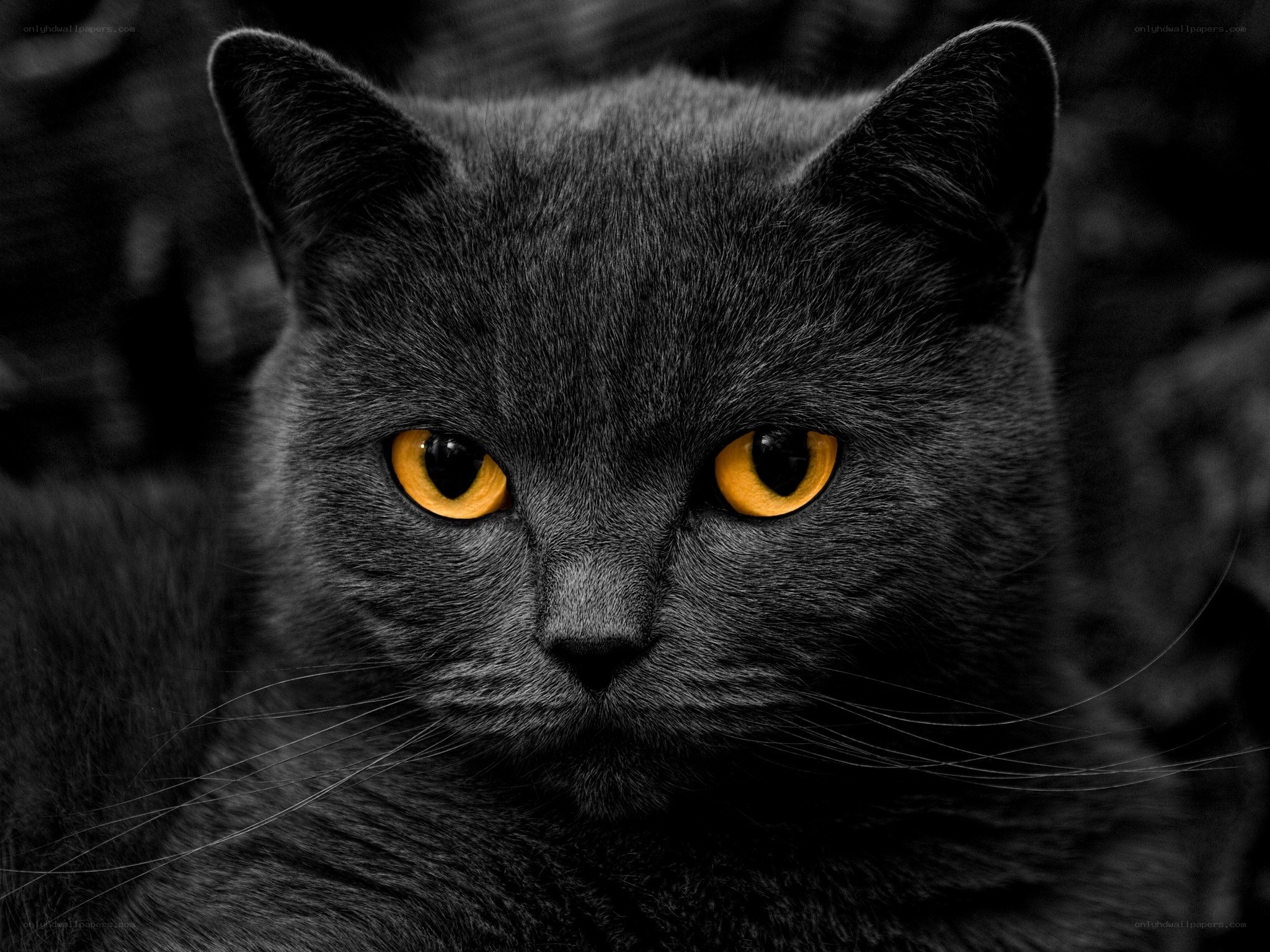 black cat with yellow eyes