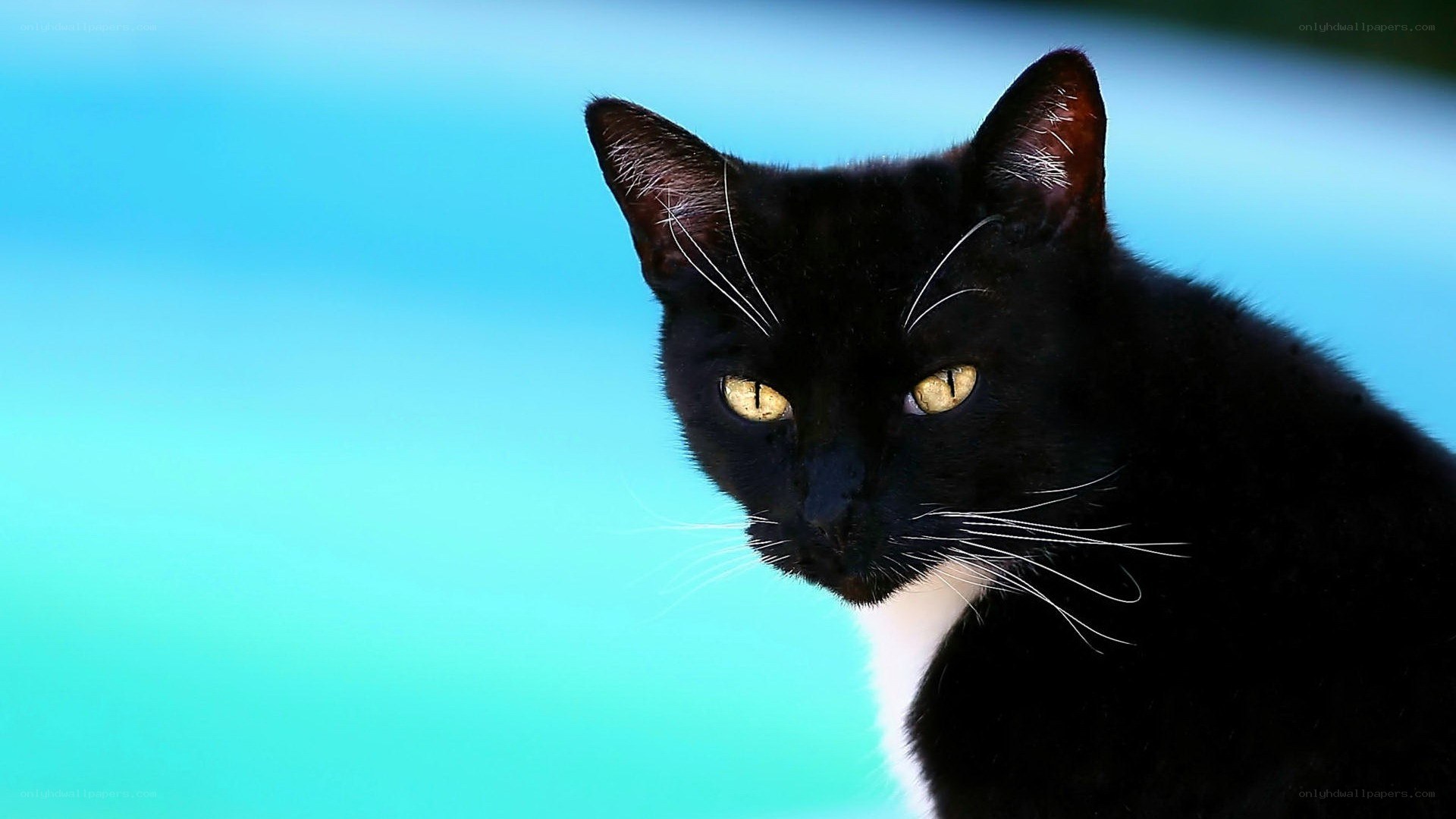 black cat with yellow eyes