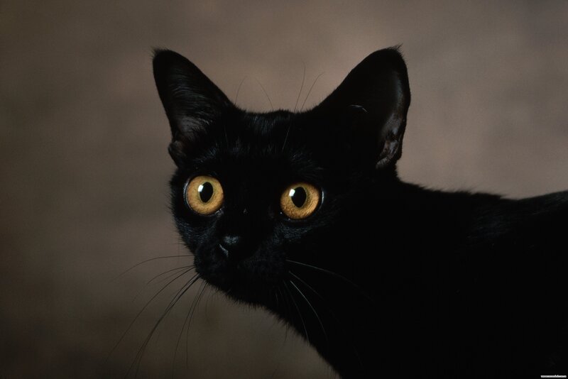 black cat with yellow eyes