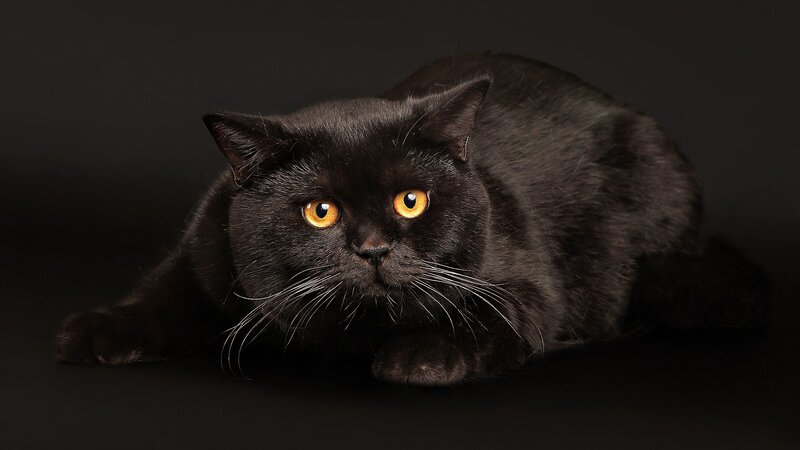 black cat with yellow eyes