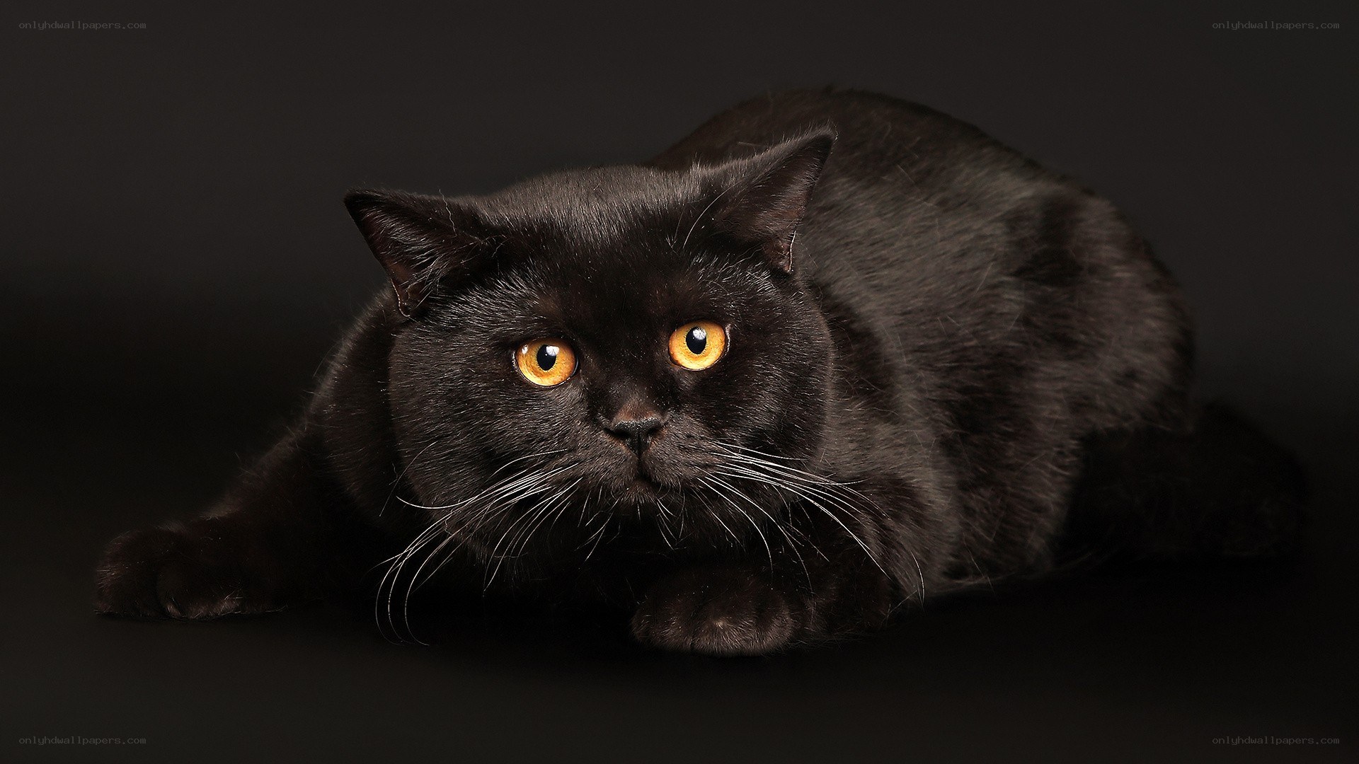 black cat with yellow eyes