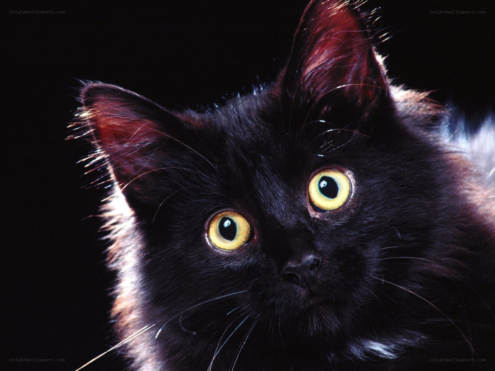 black cat with yellow eyes