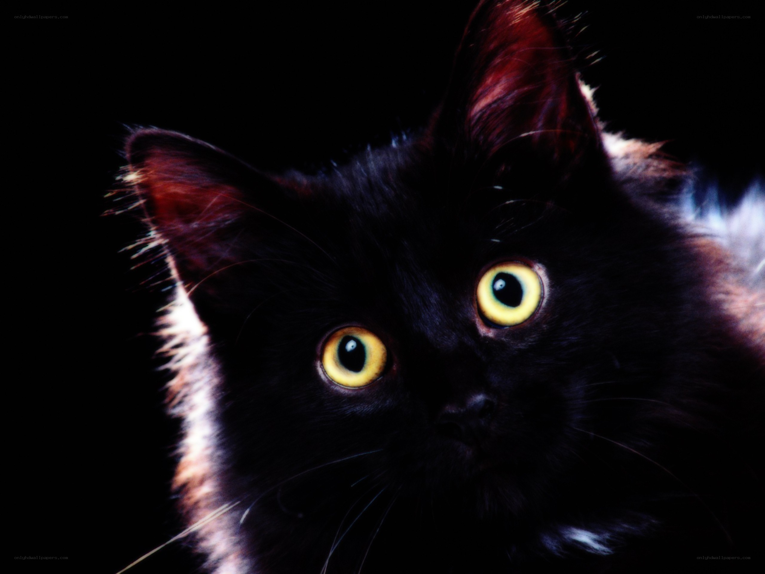 black cat with yellow eyes
