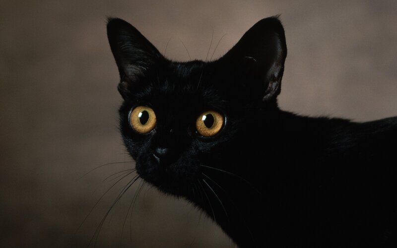 black cat with yellow eyes