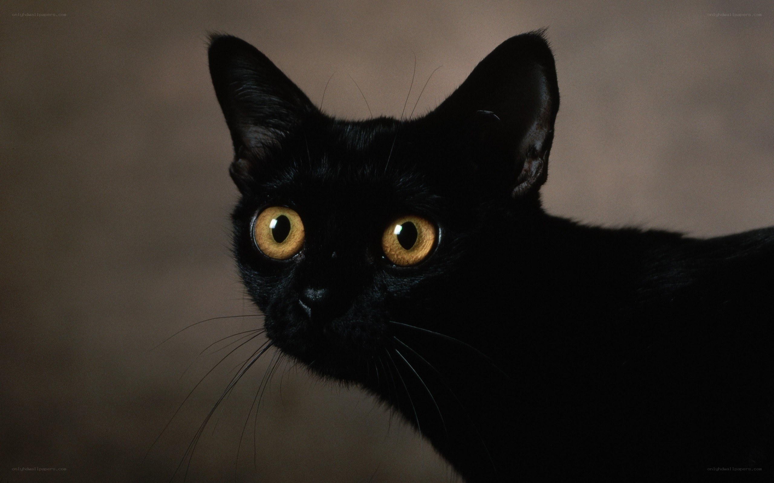 black cat with yellow eyes
